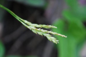 20150502春の草花３ モエギスゲ　萌黄菅 (8)